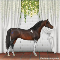 Horse Color:Brown Tobiano Rabicano
