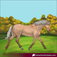 Horse Color:Silver Bay Dun 