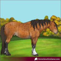 Horse Color:Bay Sabino Rabicano  and Buckskin Sabino Rabicano 