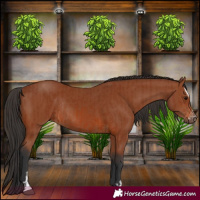 Horse Color:Bay Sabino Rabicano and Bay Sabino Rabicano