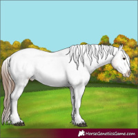 Horse Color:Bay Tobiano Appaloosa 
