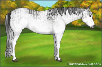 Horse Color:Gray White Spotted Black and Gray White Spotted Black