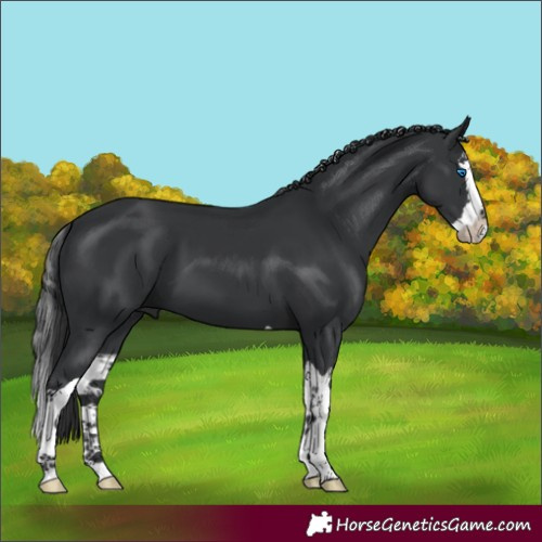 Horse Color:Black Splash