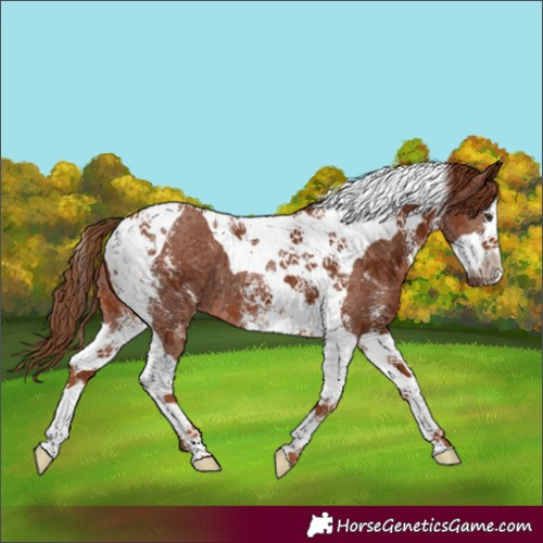 Horse Color:Chestnut Sabino Splash Tobiano 