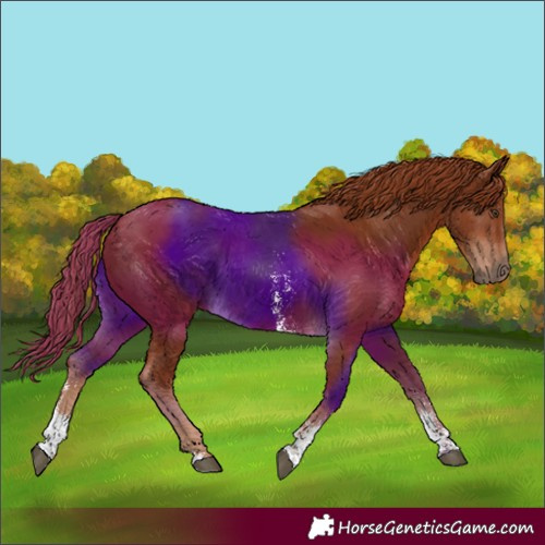 Horse Color:Chestnut Sabino 