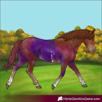 Horse Color:Chestnut Sabino 