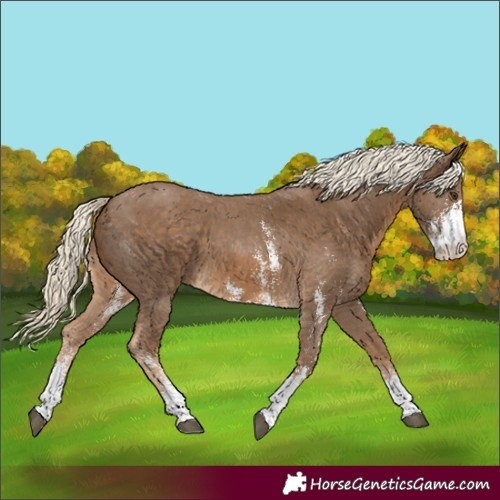 Horse Color:Chocolate Palomino Sabino 