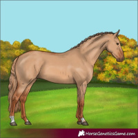 Horse Color:Red Dun 