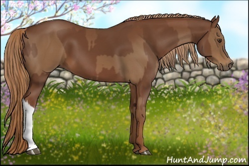 Horse Color:Chestnut and Chestnut