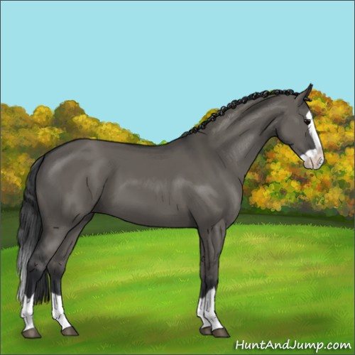 Horse Color:Grullo Splash 