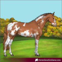 Horse Color:Chestnut Tobiano Frame 