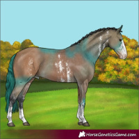 Horse Color:Bay Sabino Appaloosa 