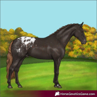 Horse Color:Liver Chestnut Appaloosa 