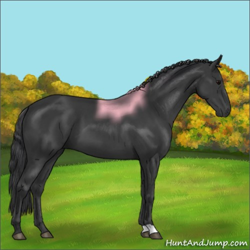 Horse Color:Black 