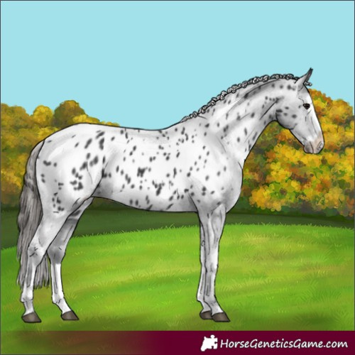 Horse Color:Black Splash Tobiano Appaloosa 