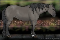 Horse Color:Grullo Rabicano 