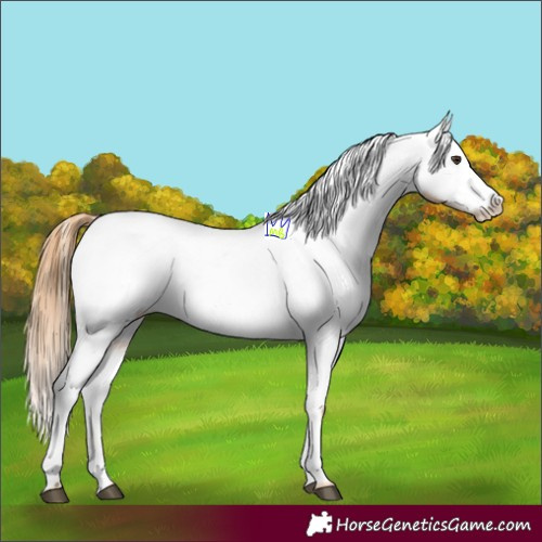 Horse Color:Chestnut Blanket 
