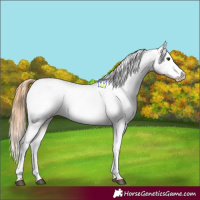 Horse Color:Chestnut Appaloosa 