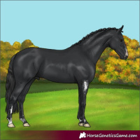 Horse Color:Black Sabino 