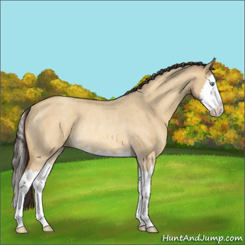Horse Color:Amber Cream Champagne Roan Dun Splash Rabicano