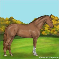 Horse Color:Chestnut 