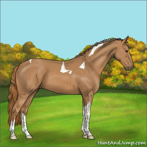 Horse Color:Chestnut Tobiano