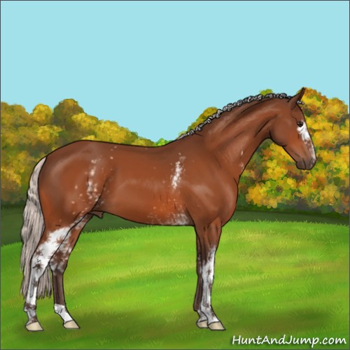 Horse Color:White Spotted Silver Bay 