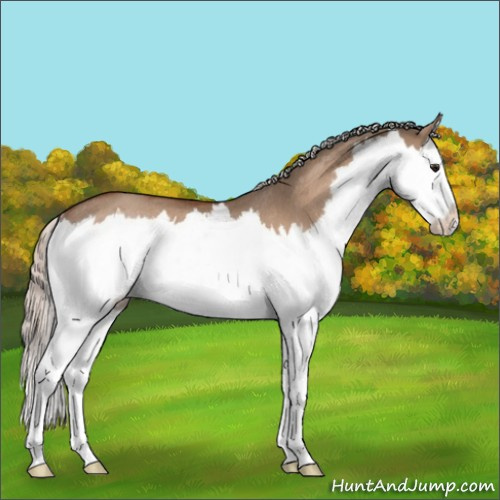 Horse Color:Silver Bay Roan Dun Splash Rabicano