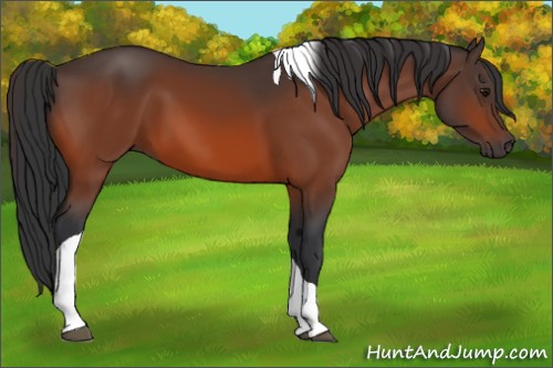 Horse Color:Bay Tobiano