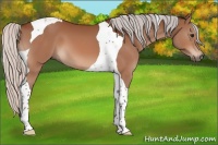 Horse Color:Silver Bay Sabino Tobiano 
