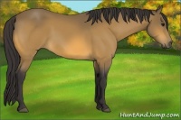 Horse Color:Buckskin 