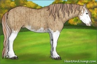 Horse Color:Red Dun Splash and Red Dun Splash