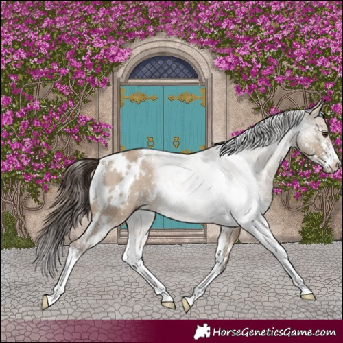 Horse Color:White Spotted Liver Red Dun Sabino Rabicano
