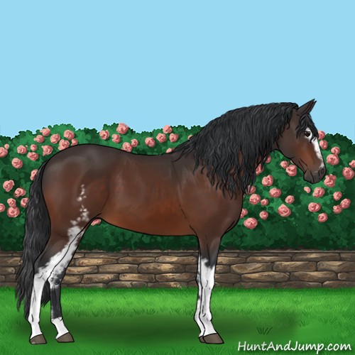 Horse Color:White Spotted Bay 