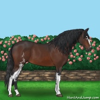 Horse Color:White Spotted Bay