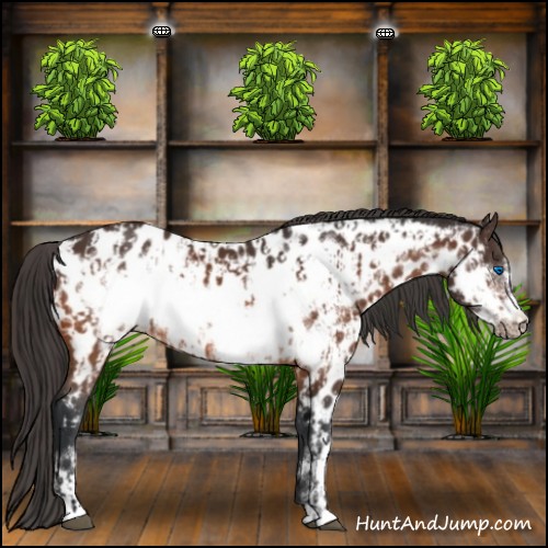 Horse Color:Bay Frame Appaloosa  and Bay Frame Appaloosa 
