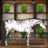 Horse Color:Bay Frame Appaloosa and Bay Frame Appaloosa