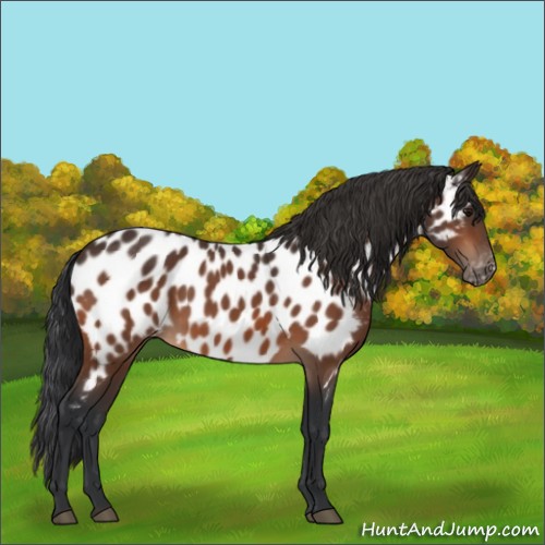 Horse Color:Bay Appaloosa 