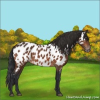 Horse Color:Bay Appaloosa 