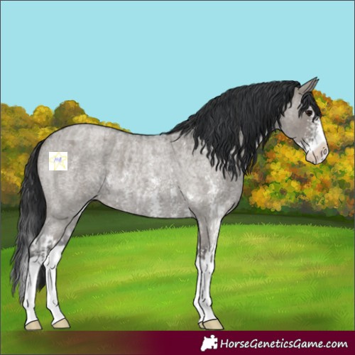 Horse Color:Grullo Roan Sabino Splash  and Grullo Roan Sabino Splash 