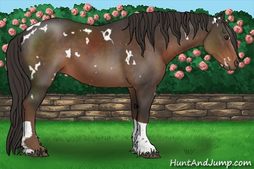 Horse Color:White Spotted Liver Chestnut Tobiano
