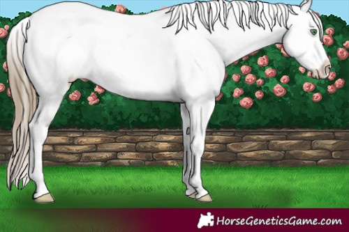 Horse Color:White Spotted Smoky Black Pearl Appaloosa 