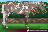 Horse Color:White Spotted Silver Black