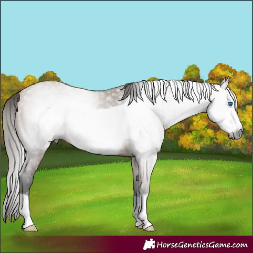 Horse Color:Gray Buckskin Frame Rabicano 