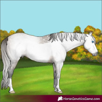 Horse Color:Gray Buckskin Frame Rabicano