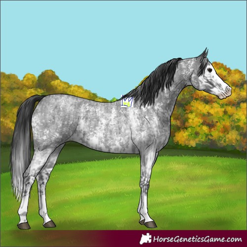 Horse Color:Blue Roan Sabino Splash  and Blue Roan Sabino Splash 
