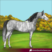 Horse Color:Blue Roan Sabino Splash  and Blue Roan Sabino Splash 