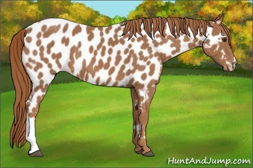Horse Color:Chestnut Appaloosa 
