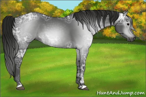 Horse Color:Gray Black Ice 
