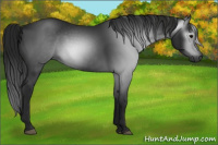 Horse Color:Gray Black 